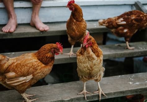 城市養雞|城市養雞（寵物雞）Urban chicken